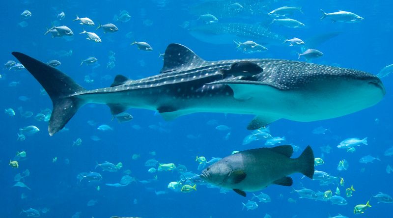 Discover the Whale Sharks of Qatar – Private Charter - Overview
