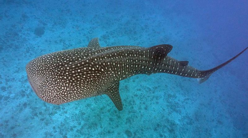 Discover the Whale Sharks of Qatar – Private Charter