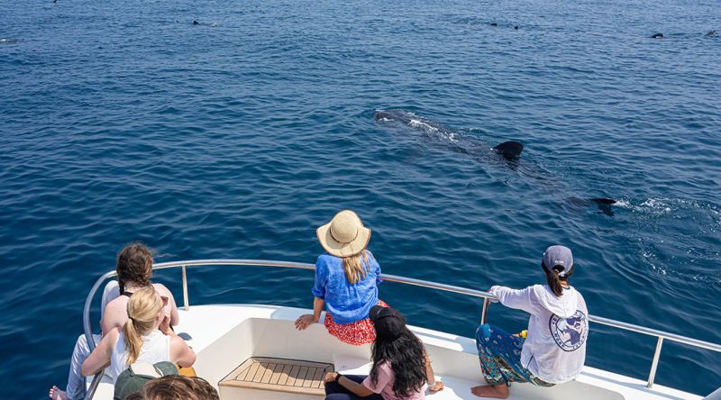 Discover The Whale Sharks of Qatar - Daily Explorer - Overview