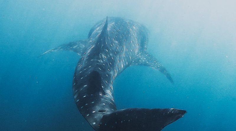Discover the Whale Sharks of Qatar – Private Charter